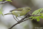 Tennessee Warbler - Vermivora peregrina
