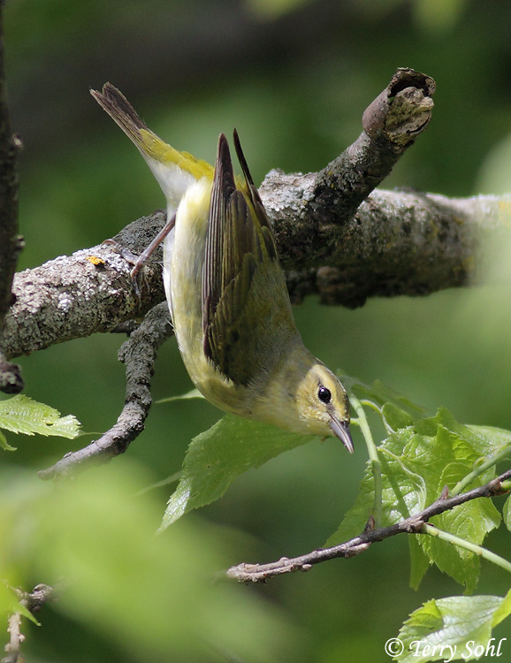 Tennessee Warbler - Vermivora peregrina