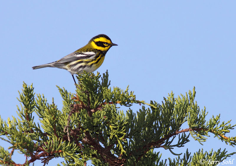Townsend's Warbler - Setophaga townsendi