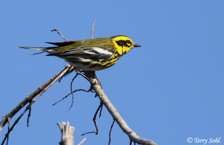 Townsend's Warbler - Setophaga townsendi