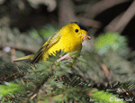 Wilson's Warbler 1 - Cardellina pusilla