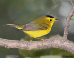 Wilson's Warbler 2 - Cardellina pusilla