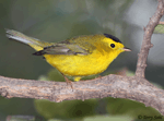 Wilson's Warbler 3 - Cardellina pusilla