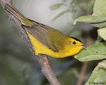 Wilson's Warbler 6 - Cardellina pusilla