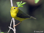 Wilson's Warbler 7 - Cardellina pusilla
