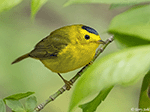 Wilson's Warbler 9 - Cardellina pusilla