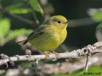 Yellow Warbler 10 - Setophaga petechia