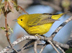 Yellow Warbler 14 - Setophaga petechia