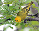 Yellow Warbler 15 - Setophaga petechia