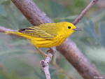 Yellow Warbler 16 - Setophaga petechia