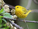 Yellow Warbler 17 - Setophaga petechia