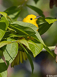 Yellow Warbler 18 - Setophaga petechia