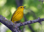 Yellow Warbler 1 - Setophaga petechia