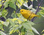 Yellow Warbler 2 - Setophaga petechia