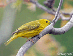 Yellow Warbler 3 - Setophaga petechia