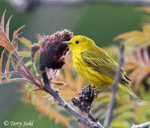 Yellow Warbler 4 - Setophaga petechia