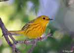 Yellow Warbler 6 - Setophaga petechia