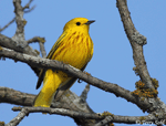 Yellow Warbler 7 - Setophaga petechia