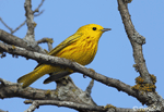 Yellow Warbler 8 - Setophaga petechia