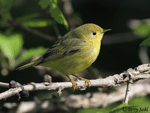 Yellow Warbler 9 - Setophaga petechia