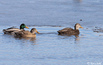 American Black Duck 4 - Anas rubripes