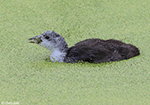 American Coot 12 - Fulica americana