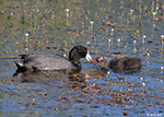 American Coot 14 - Fulica americana