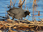American Coot 4 - Fulica americana