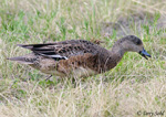 American Wigeon 2 - Mareca americana