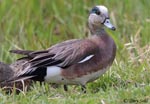 American Wigeon 3 - Mareca americana