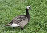 Barnacle Goose - Branta leucopsis