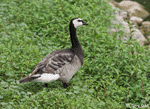 Barnacle Goose - Branta leucopsis