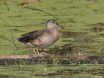 Blue-winged Teal 2 - Spatula discors