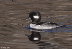 Bufflehead 6 - Bucephala albeola
