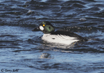 Common Goldeneye - Bucephala clangula