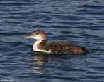 Common Loon - Gavia immer