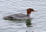 Common Merganser 2 - Mergus merganser