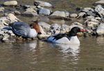 Common Merganser - Mergus merganser