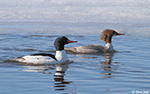 Common Merganser 7 - Mergus merganser
