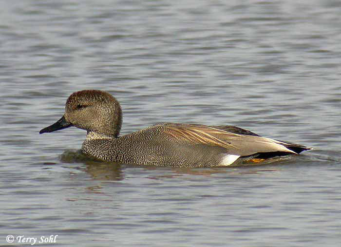 Gadwall - Anas strepera