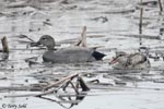 Gadwall - Mareca strepera