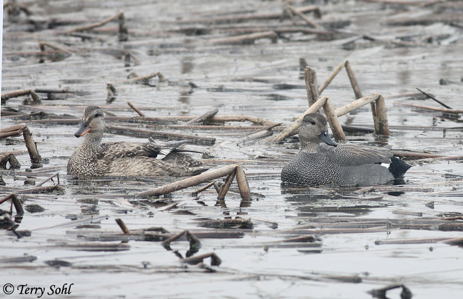 Gadwall - Anas strepera