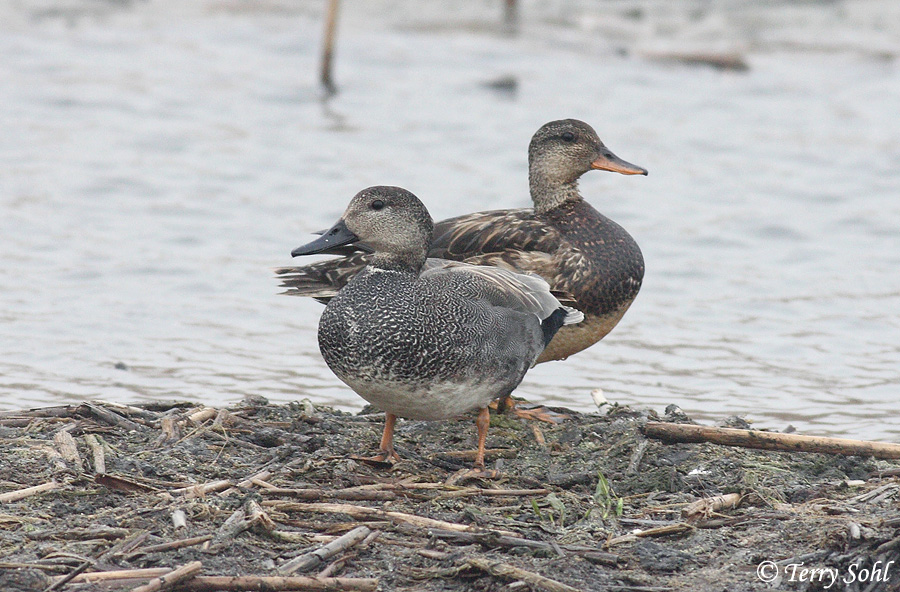 Gadwall - Anas strepera