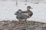 Gadwall - Mareca strepera