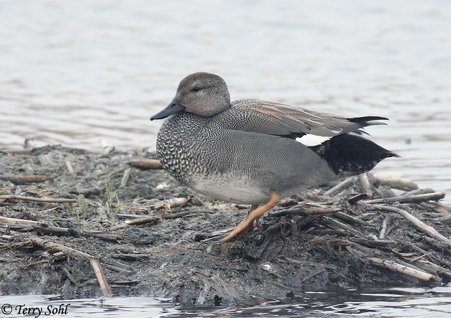 Gadwall - Anas strepera