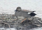 Gadwall - Mareca strepera