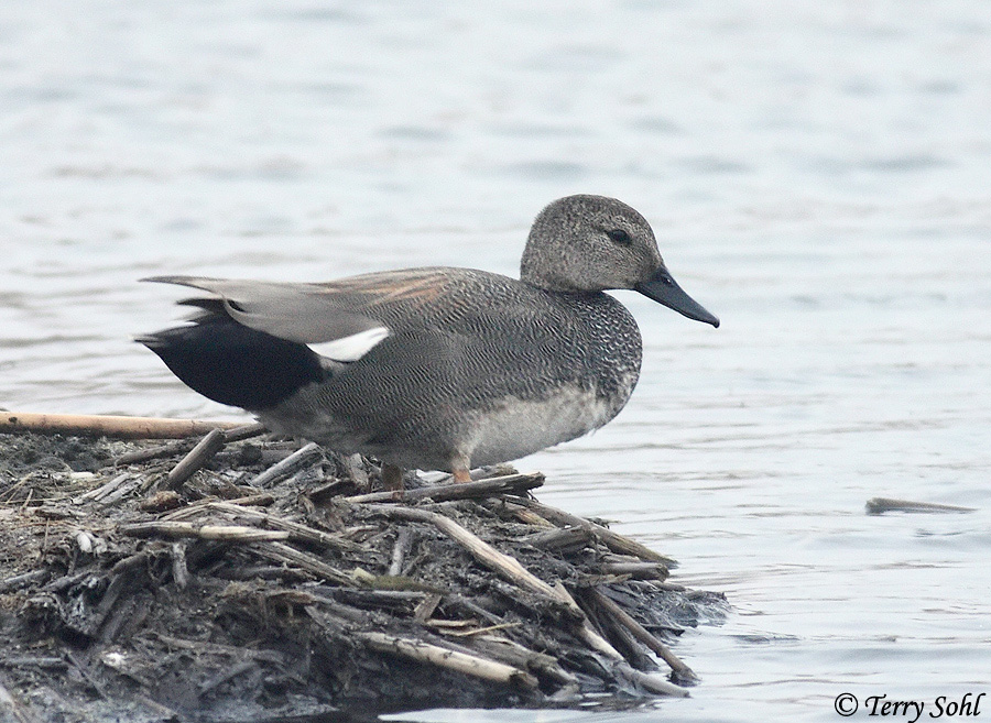 Gadwall - Anas strepera