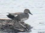 Gadwall - Mareca strepera