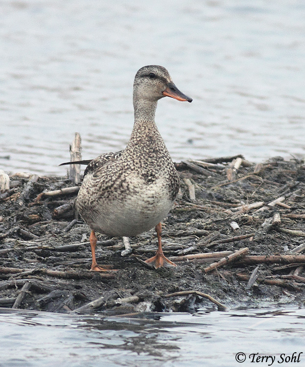 Gadwall - Anas strepera