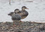 Gadwall - Mareca strepera